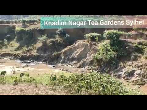 Tea 🍵 Garden Sylhet/Beautiful Bangladesh/Travel video