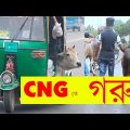 সিএনজি তে গরু নিমু | Bangla Funny Video | Bangla Prank EP 13 | Mojar Tv