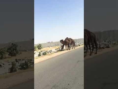 #shorts #saudiarabia #hamra #bangladesh #travel 🐪🐪🐪