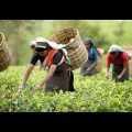 Tea Garden || Sylhet || Travel Video 2020 || Beautiful Bangladesh