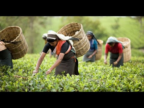 Tea Garden || Sylhet || Travel Video 2020 || Beautiful Bangladesh