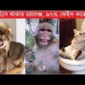 funny animals part 2 | try not to lauhg | Bangla funny video | TPT Hasir hat