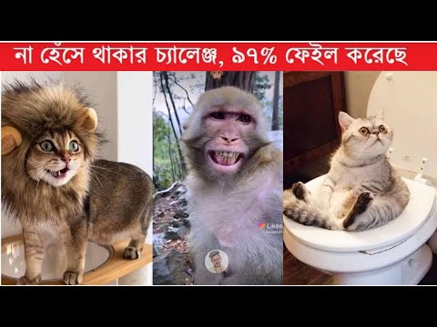 funny animals part 2 | try not to lauhg | Bangla funny video | TPT Hasir hat