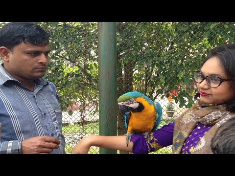 Safari Kingdom Bangladesh | Travel Bangla 24 | Macaw Bird At Safari Park