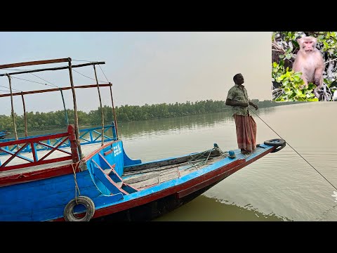 SUNDARBAN TOUR worlds largest mangrove forest in Bangladesh! #sundarban #travel