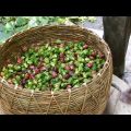 Water Caltrop Cultivation in Bangladesh ::: Water Chestnut Farming Project. in Bangladesh