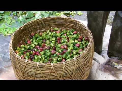 Water Caltrop Cultivation in Bangladesh ::: Water Chestnut Farming Project. in Bangladesh