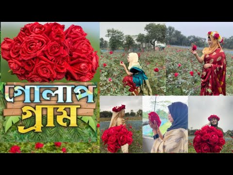 গোলাপ গ্রাম -Travel vlog ॥ Day Trip GolapVillege॥ Rose Village Bangladesh🥀#golapgram#valentinesday