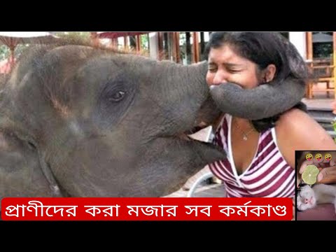 প্রাণীদের করা মজার কর্মকাণ্ড |funny animals part 3 | Bangla funny video | TPT Hasir hat