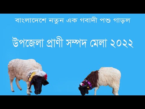 A New Cattle in Bangladesh garol || Animal Resources Fair –Enjoy Travel & Dine