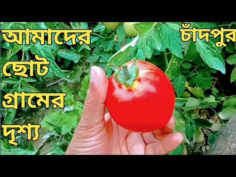 আমাদের ছোট গ্রামের অপূর্ব কিছু দৃশ্য//লোকেশন ইলিশের বাড়ি চাঁদপুর//Beautiful Bangladesh/An Handicraft