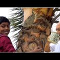 ছোটবেলা যেভাবে রস খেতাম !  নাটোরের পথে, বনলতা সেনের খোঁজে। Ancient Natore Palace. Rajshahi Vlog # 1