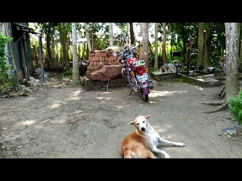 Going to the Bazar from my village | Bangladesh