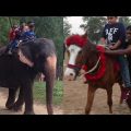 Elephant Ride In Safari Park | Travel Bangla 24 | Horse Riding In Bangladesh