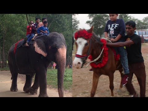 Elephant Ride In Safari Park | Travel Bangla 24 | Horse Riding In Bangladesh
