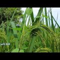 Agriculture of Bangladesh, Cultivation of rice,Beautiful  bangladesh, 2021