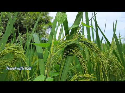 Agriculture of Bangladesh, Cultivation of rice,Beautiful  bangladesh, 2021