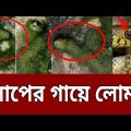 রহস্যময় সাপ, সাপের গায়ে লোম ! | Snake with green fur | Bangla News | Mytv News