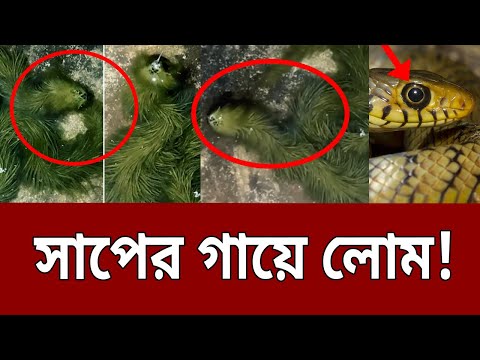 রহস্যময় সাপ, সাপের গায়ে লোম ! | Snake with green fur | Bangla News | Mytv News