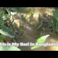 Bangladesh Travel,  Journey  To my Bari from Sylhet  to Tajpur Vlog