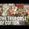 The True Cost of Cotton: How the 'Ethical' Cotton Industry is a Barbaric Cash Crop | Documentary