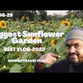 Biggest Sunflower Garden In Bangladesh | Anwar Travel Vlog |vlog-29 |