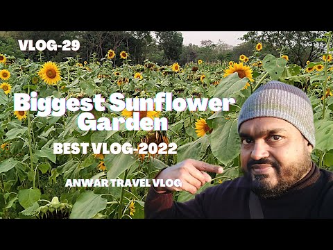 Biggest Sunflower Garden In Bangladesh | Anwar Travel Vlog |vlog-29 |