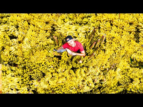 Buying 10,000 Bananas For Kids in Bangladesh