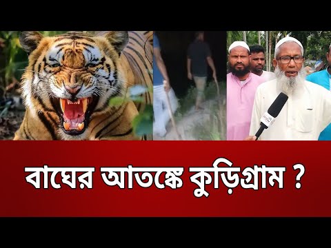 বাঘের আতঙ্কে কুড়িগ্রাম ? | Bangla News | Mytv News