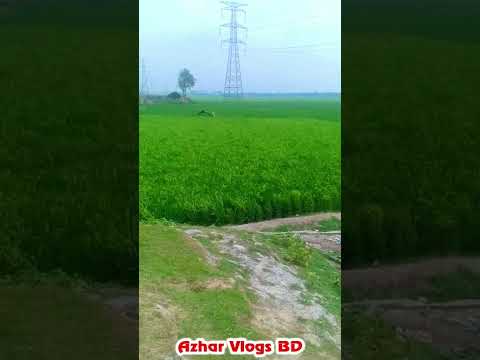 Nature in Bangladesh #shorts #YouTubeshorts #short