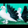 Fantail pigeon farm in Bangladesh | Best fancy pigeons collection | Indian Fantail pigeon