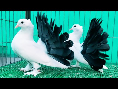 Fantail pigeon farm in Bangladesh | Best fancy pigeons collection | Indian Fantail pigeon