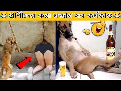প্রাণীদের করা মজার কর্মকাণ্ড |funny animals part 4 | Bangla funny video | TPT Hasir hat
