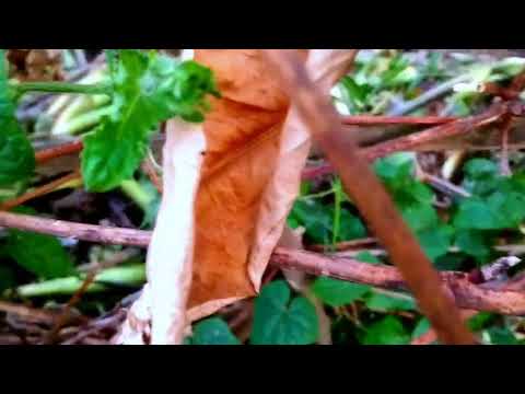 Nature of Bangladesh | Beautiful Bangladesh  |  | ETC 365 DAYS |