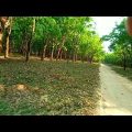 Modhupur rubber garden | Sontoshpur | Tangail | Bangladesh