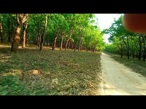 Modhupur rubber garden | Sontoshpur | Tangail | Bangladesh