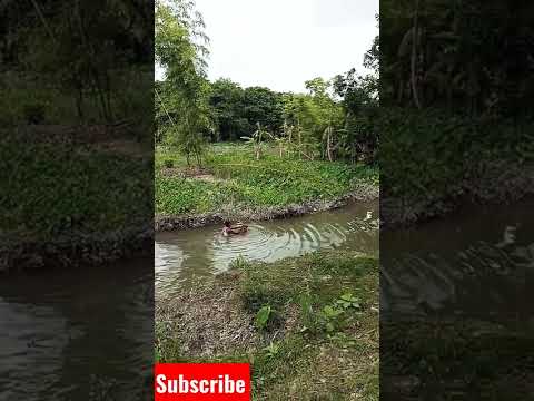 travel to my village।। travel to Bangladesh