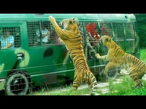 Safari Park -Top1 Travel Spot In Bangladesh