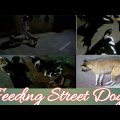 Feeding streets dogs | Help street dogs | Feed streets animals Bangladesh#travelforhumanity