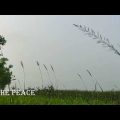 Neutral Bangladesh 🥰 Travel Bangladesh Vlog Video  | village | the peace |