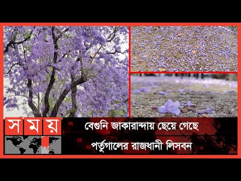 পর্তুগালে এখনো রঙ ছড়াচ্ছে বসন্ত | Travel Portugal | Lisbon portugal | Portugal News | Somoy TV