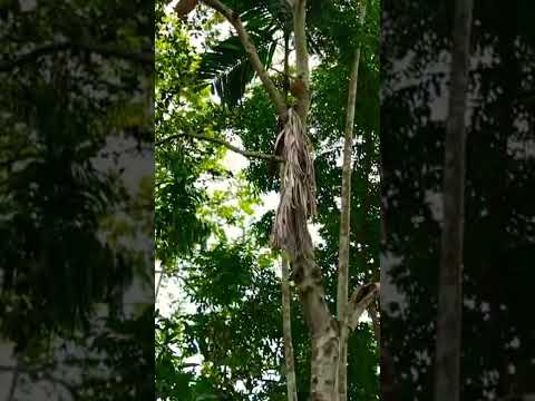 Bangladesh national fruit, travel to jackfruit forest, travel my village