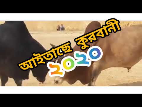 AITASE QUARBANI  – NEW BANGLA SONG (আইতাছে কুরবানী)  – DDC BANGLADESH – 2020 – BANGLA RAP SONG