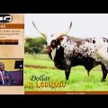 Phala Phala Cows Auction For R 1,600,000 Per a Cow 🐄