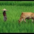 Natural Beauty Of Bangladesh With Nice Song (Dont Miss It)