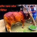 কোরবানির গরুর খোঁজে কুষ্টিয়া | কোরবানির গরু  | Qurbani Cow Price in Bangladesh | Travel With Miraz