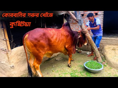 কোরবানির গরুর খোঁজে কুষ্টিয়া | কোরবানির গরু  | Qurbani Cow Price in Bangladesh | Travel With Miraz