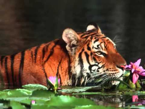 Bangla Song Bangladesh: Amin Chowdhury