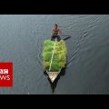 The Floating Farms of Bangladesh – BBC News