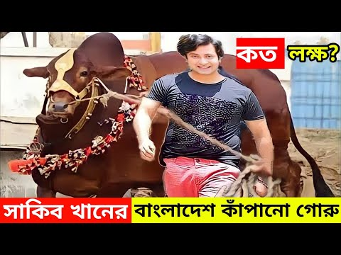 সাকিব খানের কোরবানির গরু বাংলাদেশ কাপাচ্ছে | গরুর দাম শুনে সবাই হতবাক |  sakib khan qurbani cow